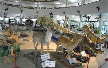 موزه تاریخ طبیعی