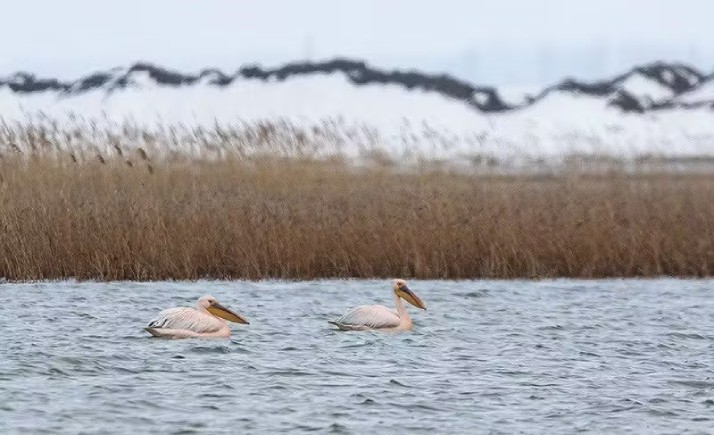 تالاب حسنلو نقده