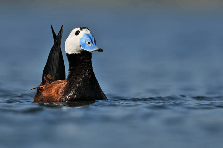 اردک سر سفید در تالاب قوری گل