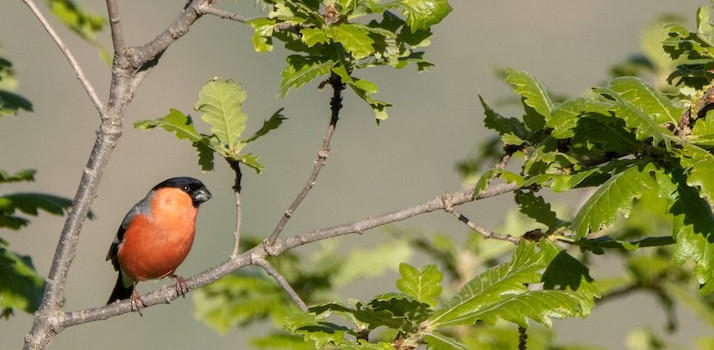 پرندگان آبزی نادر در تالاب قوری گل