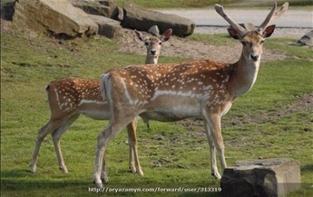 جزیره&zwnj;ی اشک