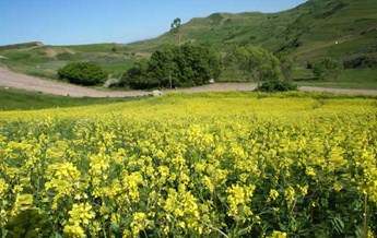 ارتفاعات قوشاداغ 