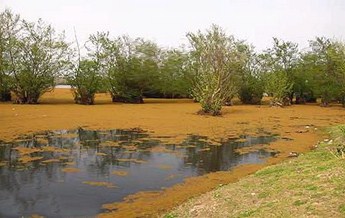 تالاب بیانیق گلی