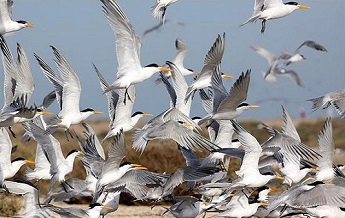 جزیره ام الکرم و نخیلو