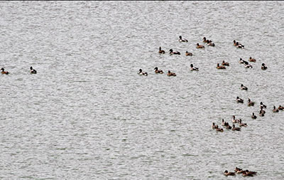 تالاب کردخورد شهر ملایر