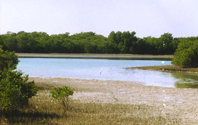 تالاب حله شهر بوشهر