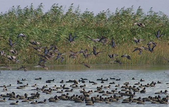 تالاب امیرکلایه 