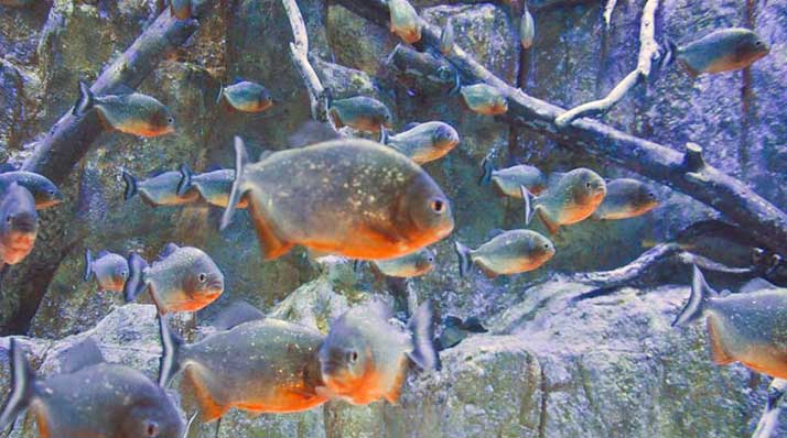 ماهی های آکواریوم اصفهان