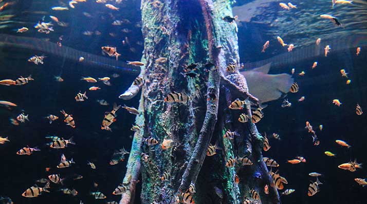 آبزیان آکواریوم اصفهان