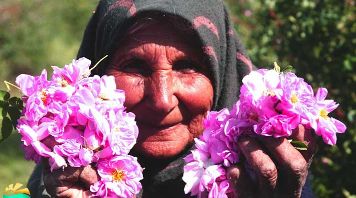 قدمت مراسم گلاب گیری