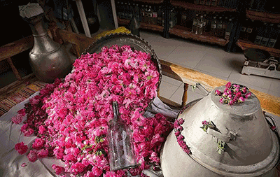 مراسم گلاب گیری شهر کاشان