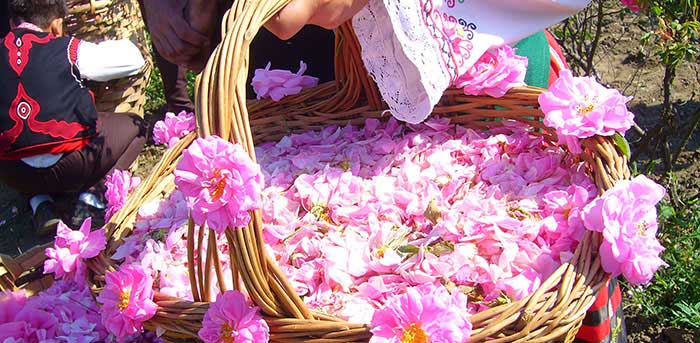 مراسم گلاب گیری در شهر کاشان