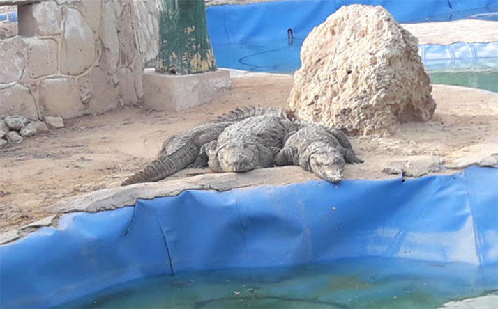 پارک دلفین کیش