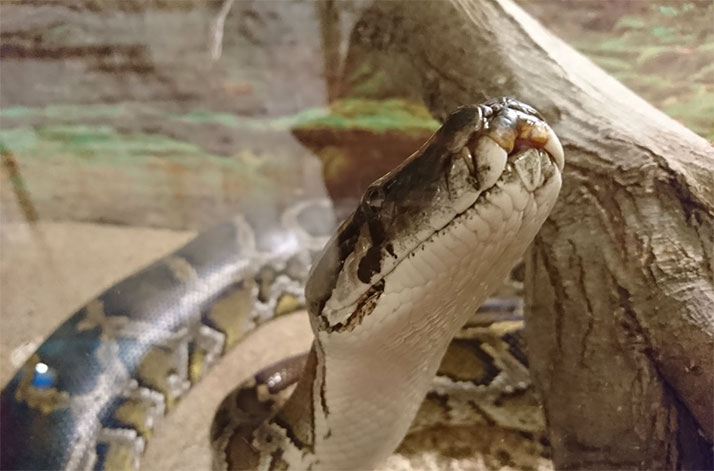 پارک دلفین کیش