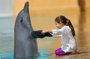 پارک دلفین های کیش