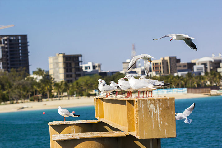 آب و هوای جزیره کیش