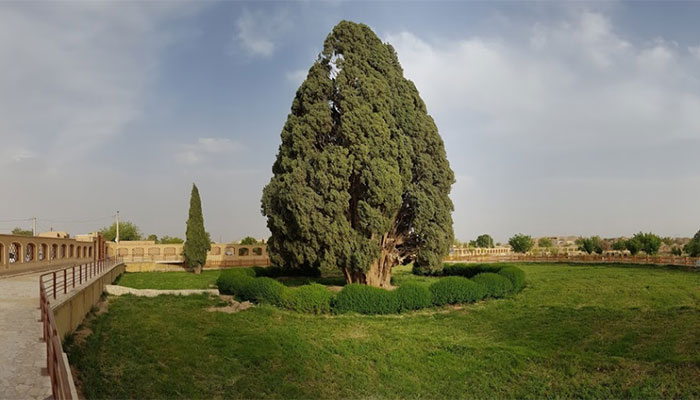 سرو باستانی ابرکوه