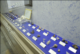 مجموعه&zwnj;ی صدف وحلزون موزه آستان قدس رضوی