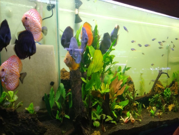 آکواریوم تهران