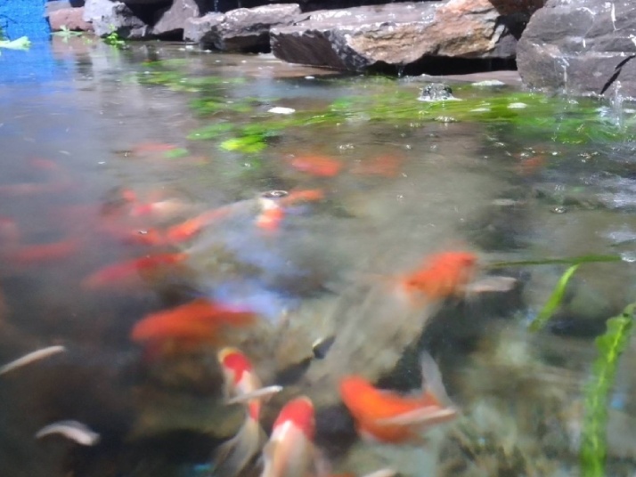 آکواریوم تهران