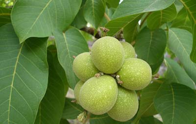 روستای نگار شهر بردسیر