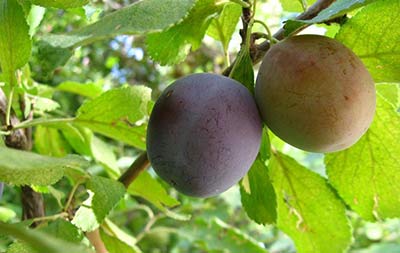 روستای شهمیرزاد شهر سمنان