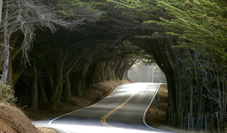 جنگل و ساحل گیسوم گیلان