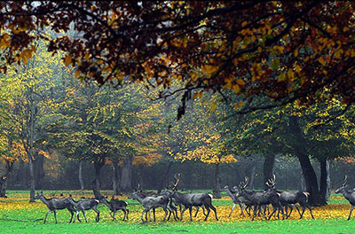 پارک ملی گلستان 