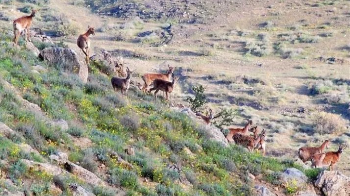 پارک جنگلی سرخه حصار