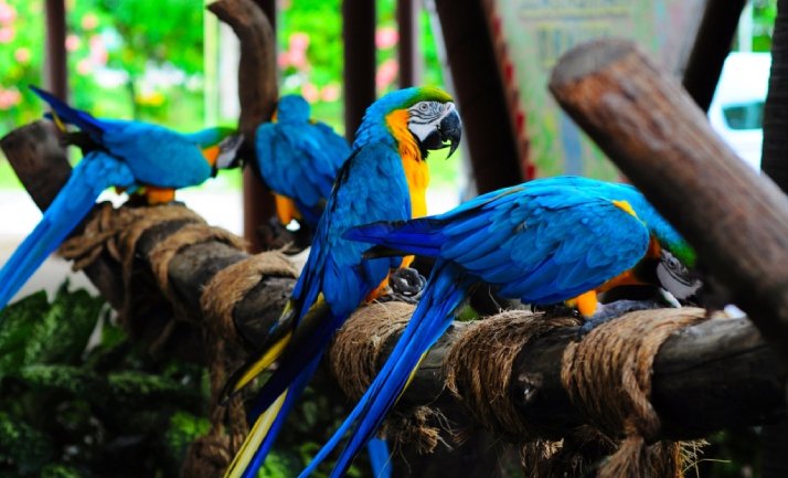 باغ پرندگان تهران