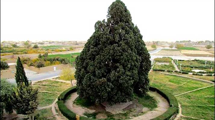 سرو ابر کوه در فاصله اصفهان تا یزد